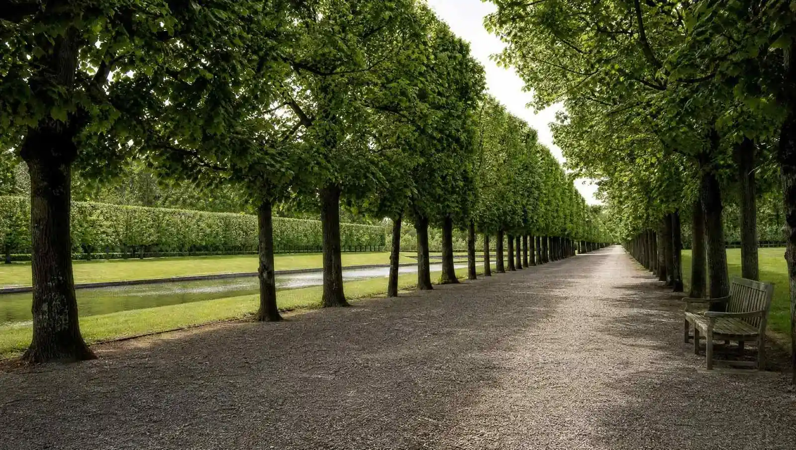 A gravel avenue running between two rows of pleached lime trees