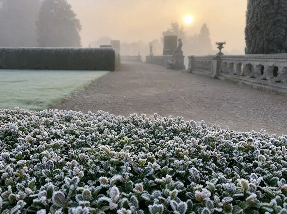 Hoar frost on a clipped hedge