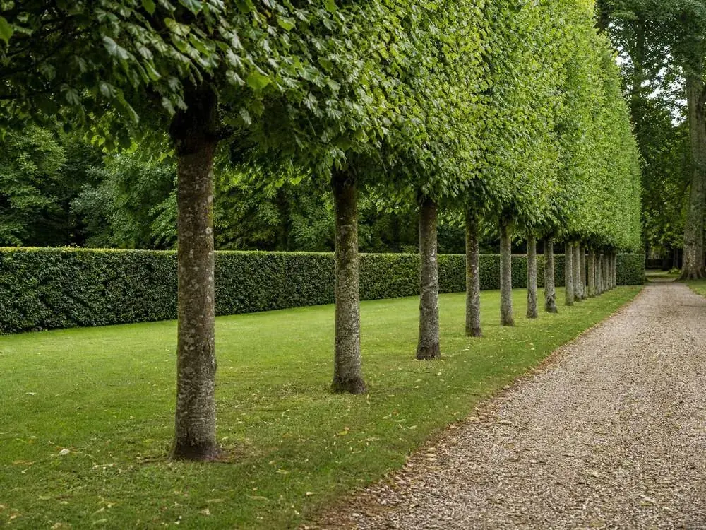 Pleached limes receding along a gravel path