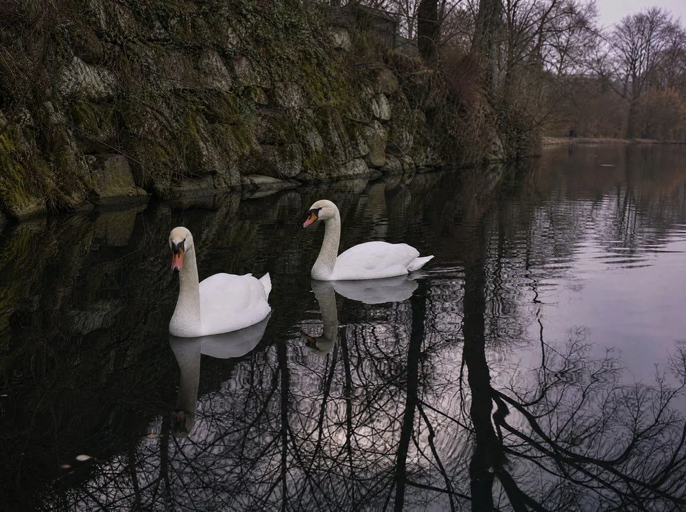 A pair of swans on still water